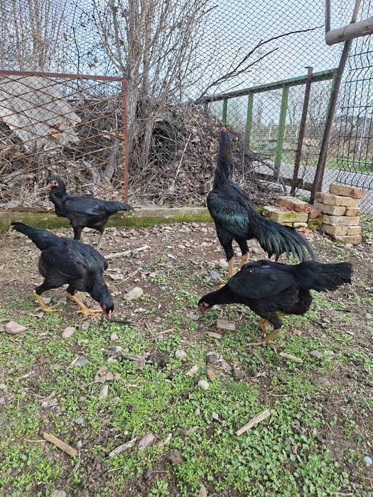 Dakan tovuqla sotiladi yiri narsala