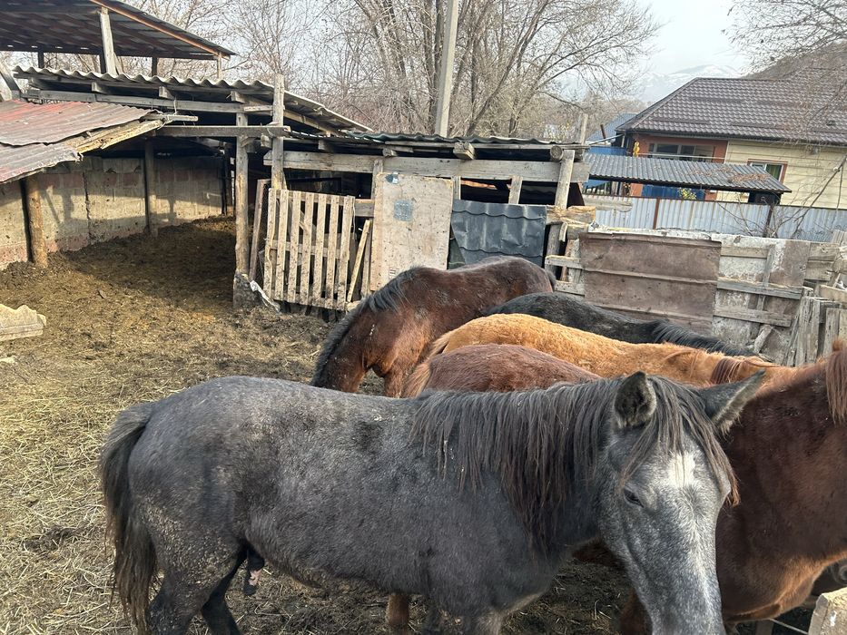 Продам Семь Лошадей