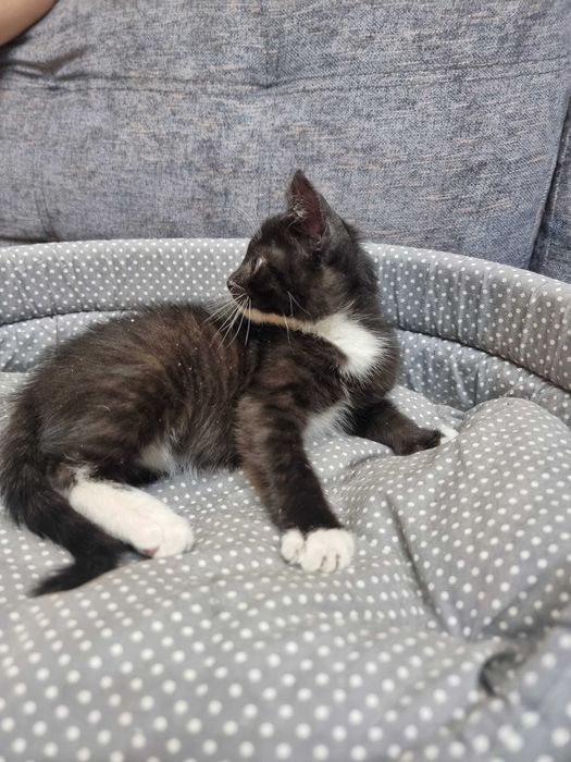 Отдам котят! Срочно!