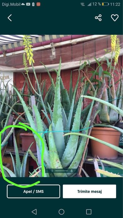 Aloe Vera barbadensis frunze
