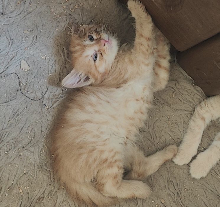 Котята в хорошие руки