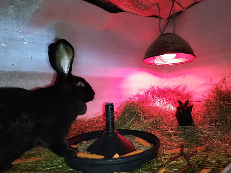 Vând iepurași german-fluture