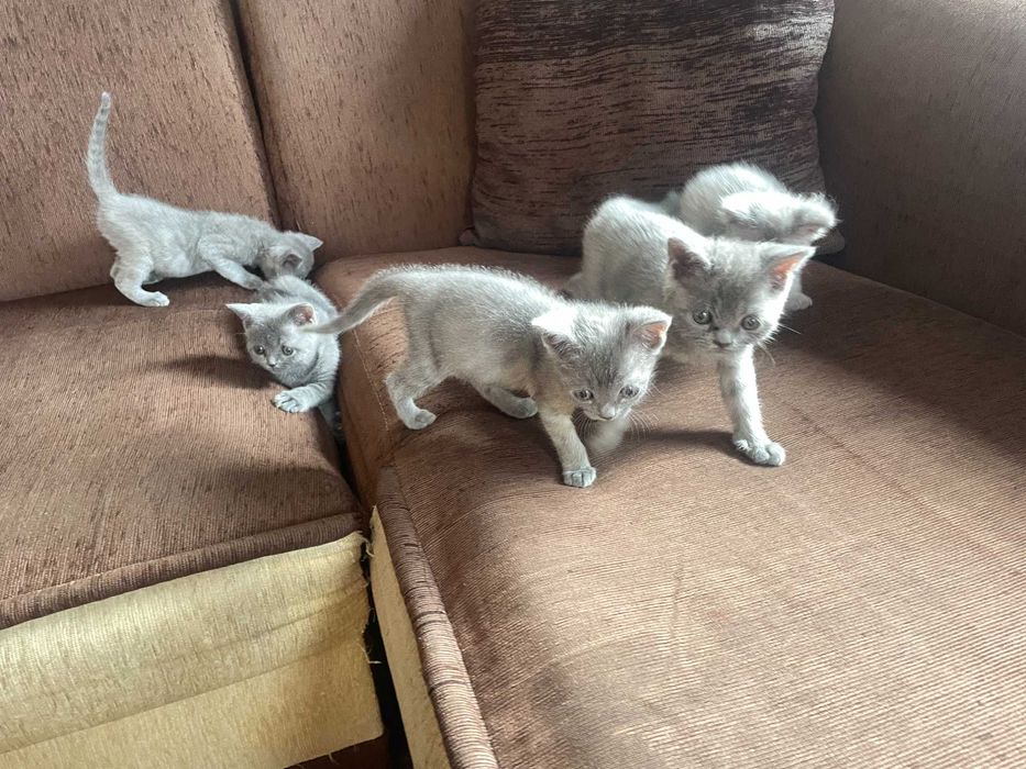 Британски котенца