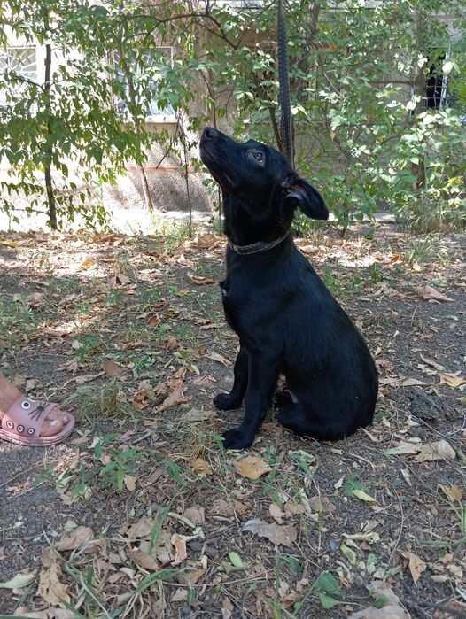 Звоночек Стерильная девочка