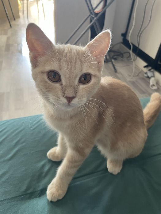 котенок мальчик 4.5месяцев