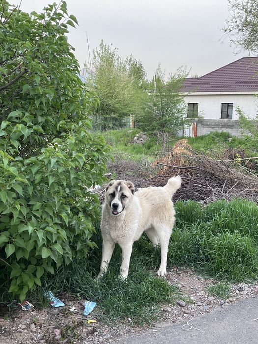 Алабай продается