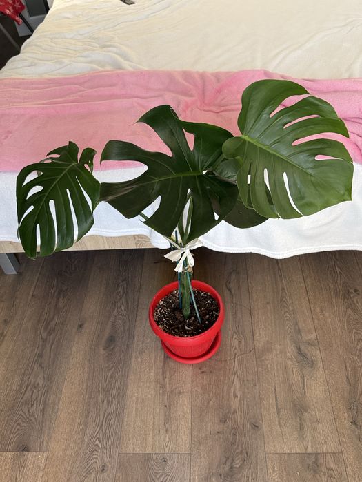 Monstera Deliciosa
