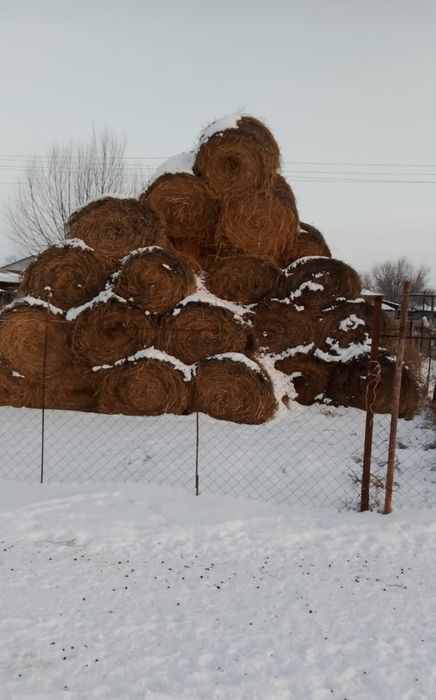 Шөп Сено Жоңышқа