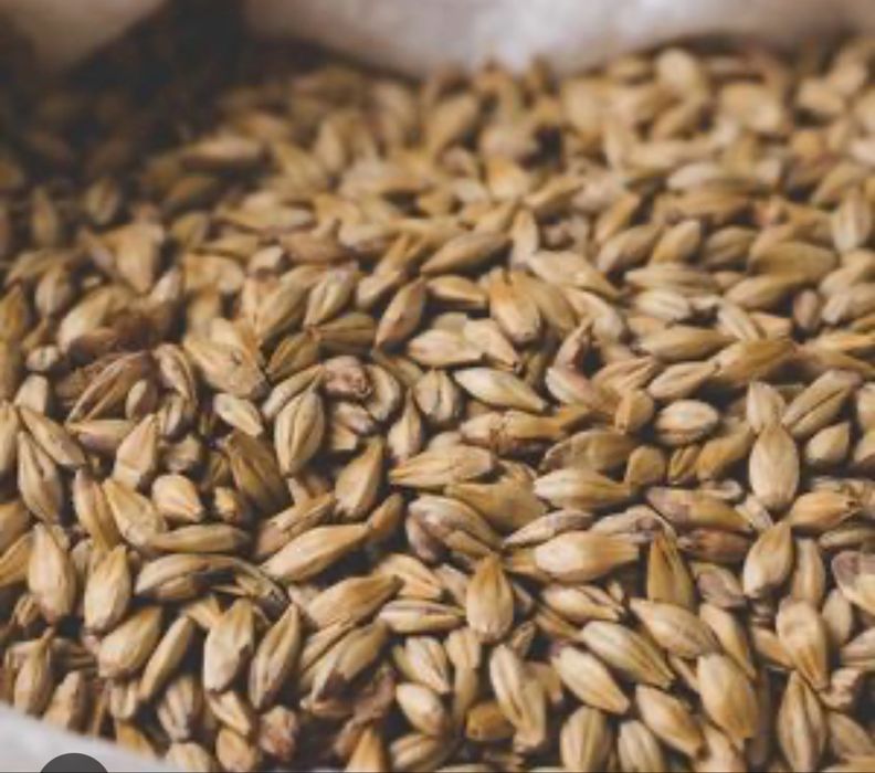 Яровой посевной ячмень сорт Вакула