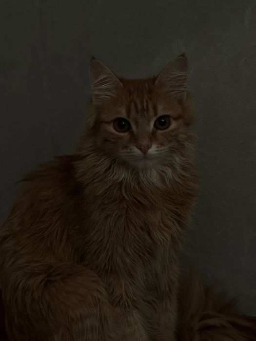 Отдам кошку в добрые руки