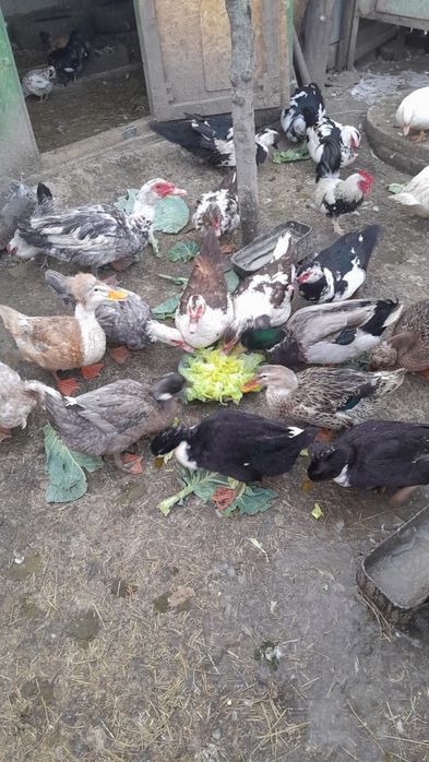 Oua de rațe lesesti,motate românești și multe altele