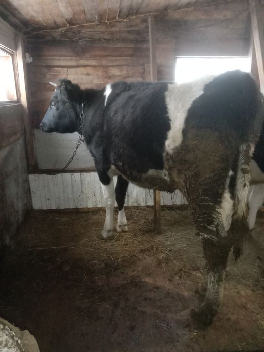 Продам тёлку молочной породы