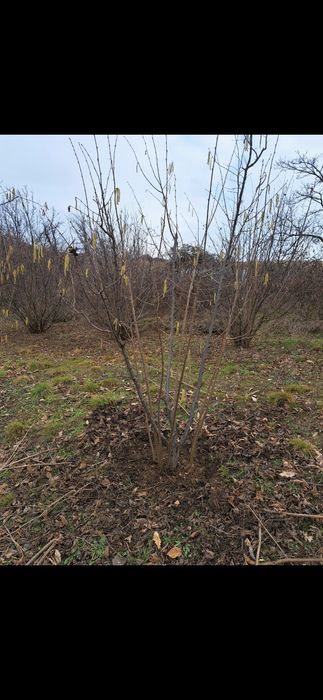 Tăieri de pomi fructiferi, viță de vie si aluni /tufe de aluni