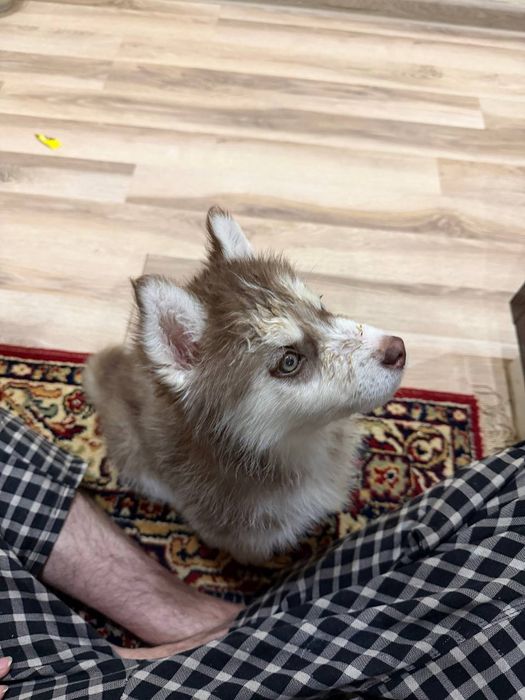 Haski sotayman qiz 2oyli