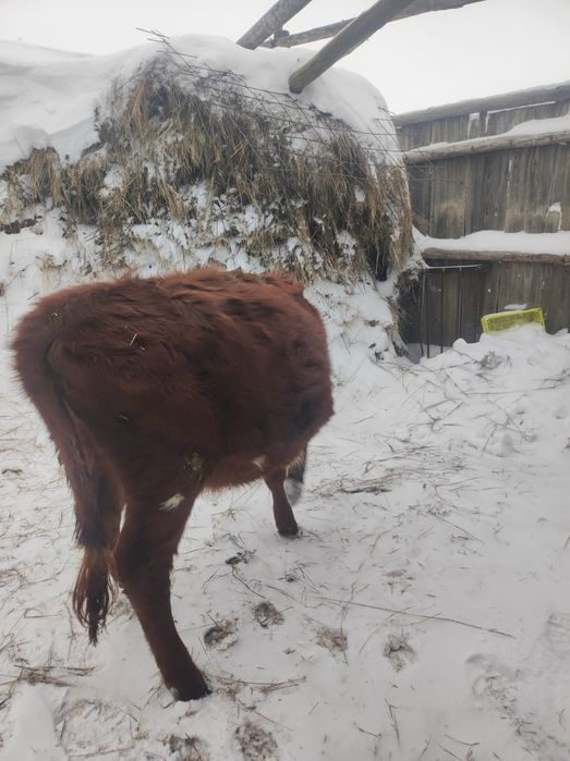 Продам 1 тёлочку