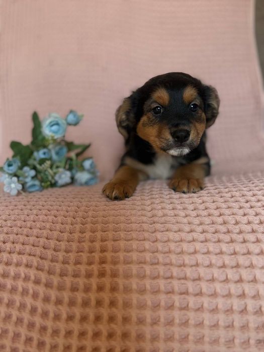 Щенята, домашние, привитые с паспортами, отдаём по договору.