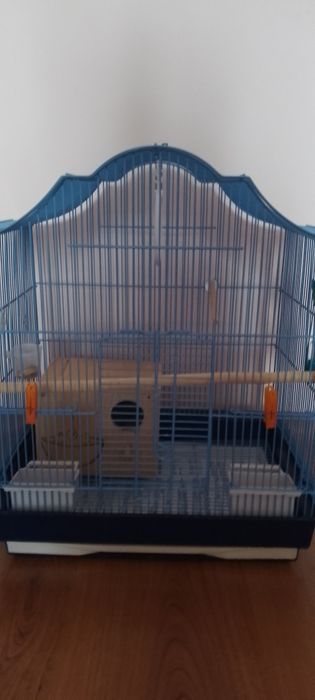 Попугаи неразлучники