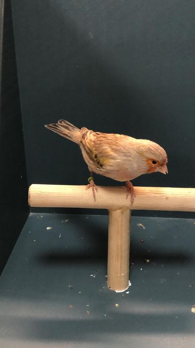 Канарейка (Кенор самец)