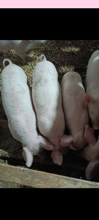 Прадавам малки прасенца