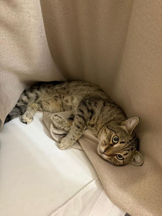 Кот в добрые руки