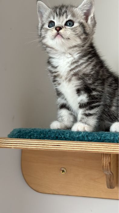 Шотландский котенок!