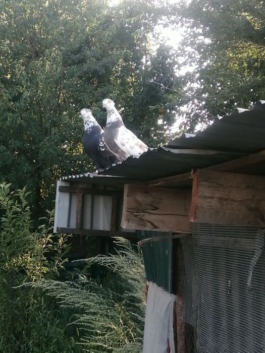 Продам голубей "Сочи"  пара.