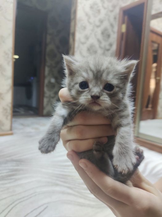 Продам вислоухих котят