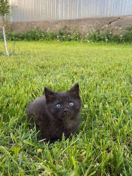 Безплатно катята и кошку