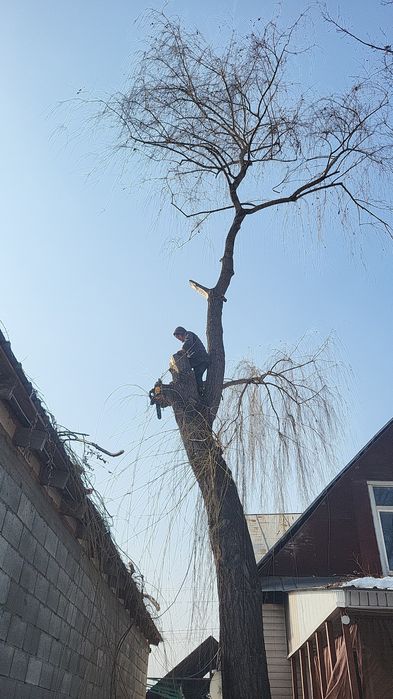 Спил деревьев агаш кесемиз