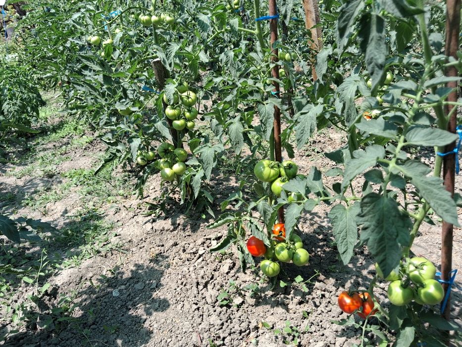 Rosii de gradina fără chimicale