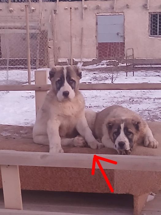 Алабай тобет сатылымда