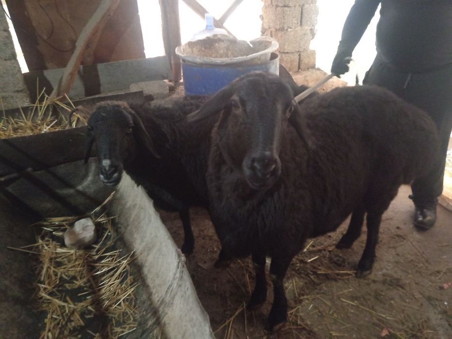 Sogliq bogoz Nasldor yirik qoylar urgochi койлар богоз  соглик наслдлр