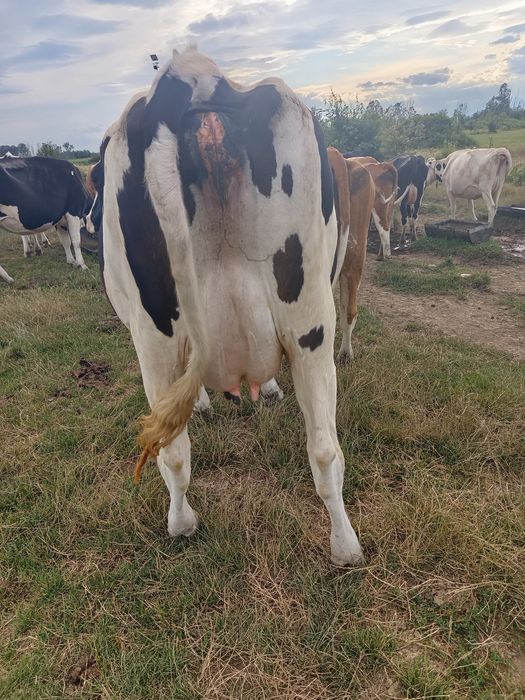 Vacă Holstein de vânzare