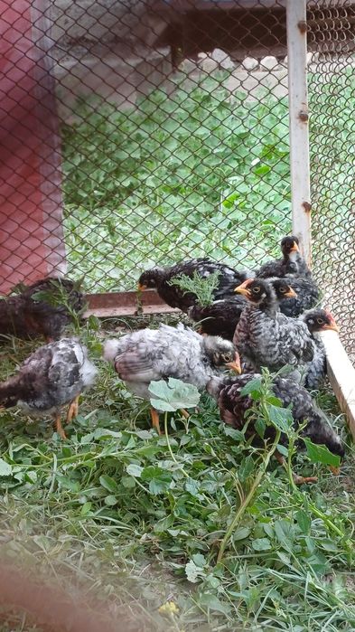 Балапандар сатылады