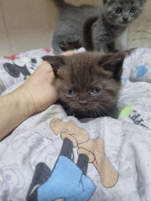 Продаются очаровательные Скоттишь Страйтт.