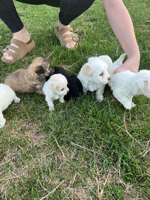 Donez pui Bichon