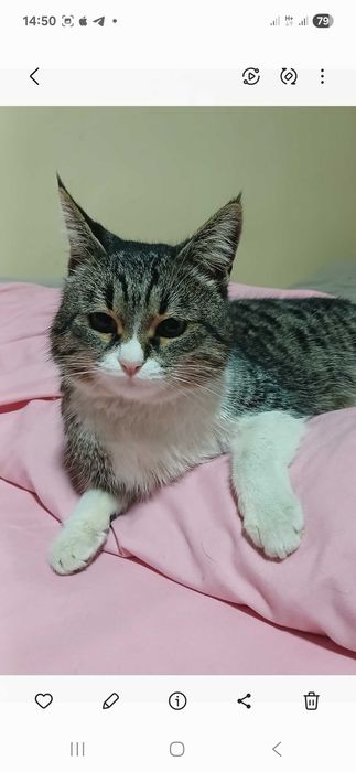 Котик 1 год помесь с шотландской вислоушкой