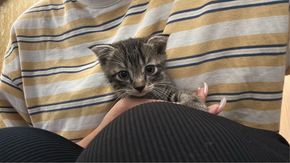 Вислоухие котяты