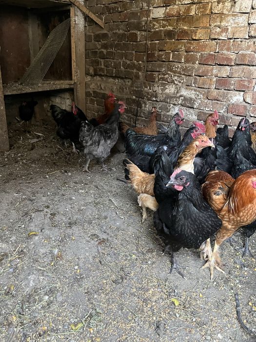 Куры домашние продам