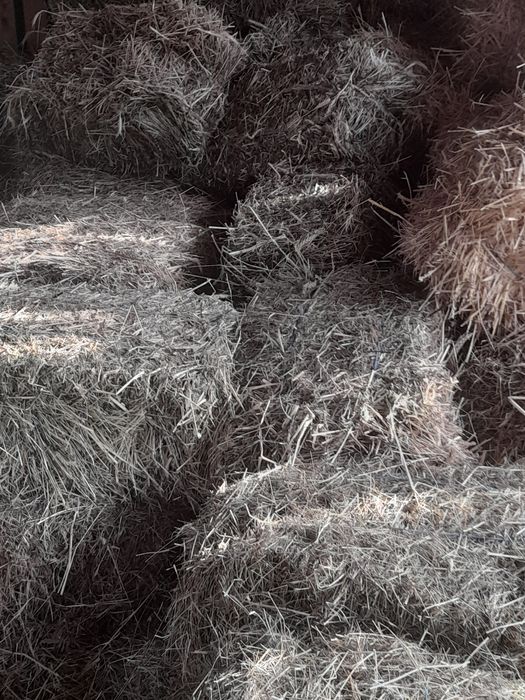 Vând fan  baloti dreptunghiulari