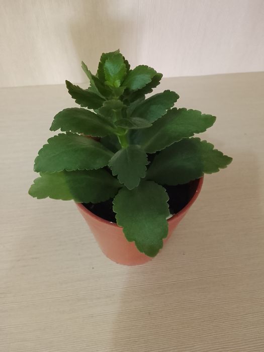 Комнатные растения цветы каланхоэ