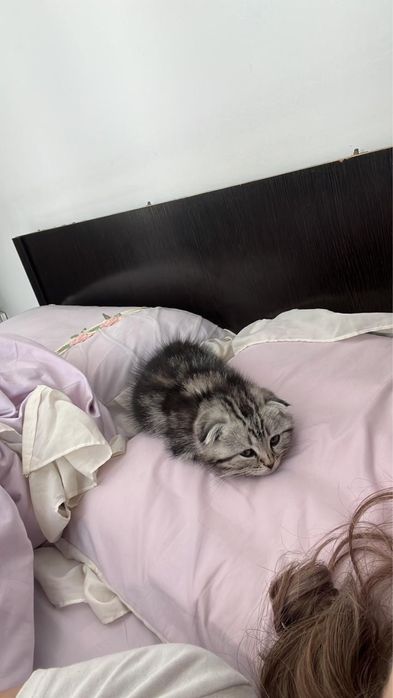 Продам шотландский котенек