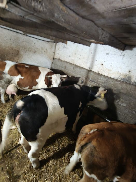 Vacă Jurincă gestantă, un an jumate