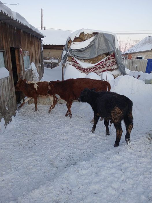 Продам 3бычок 4тёлка оптом