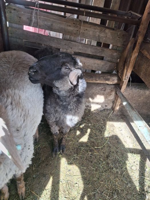 Продам кошкар срочно