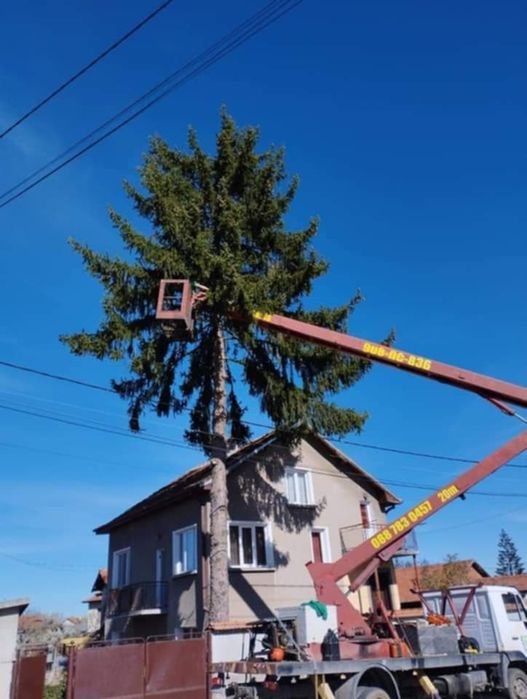 Рязане на опасни дървета по алпийски способ и автовишка
