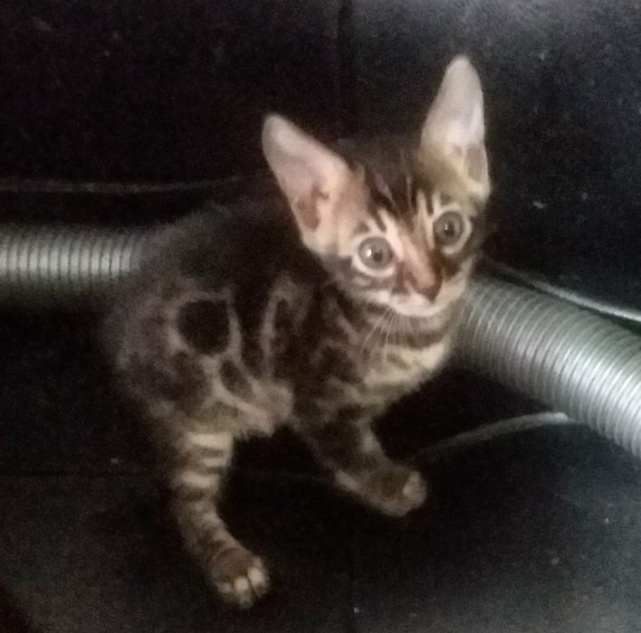 Бенгальские котята