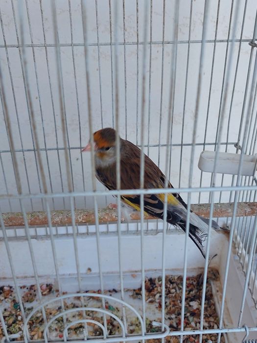 Gibrid gibrid sava