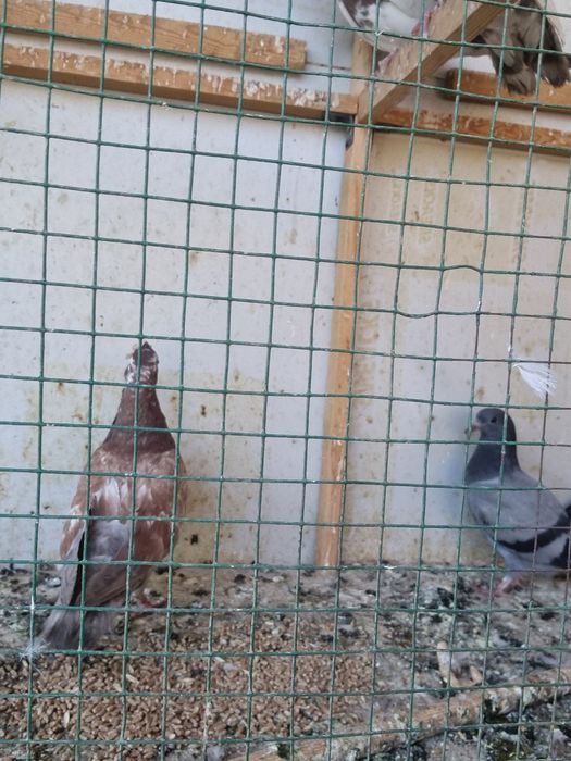 Arzon Kaptarla sotiladi