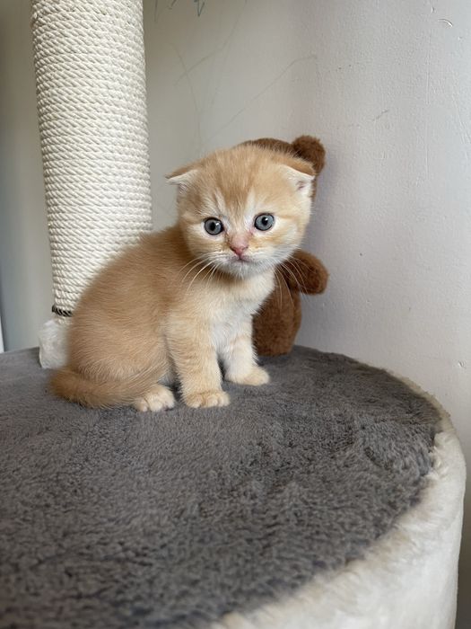 Шотландские котята